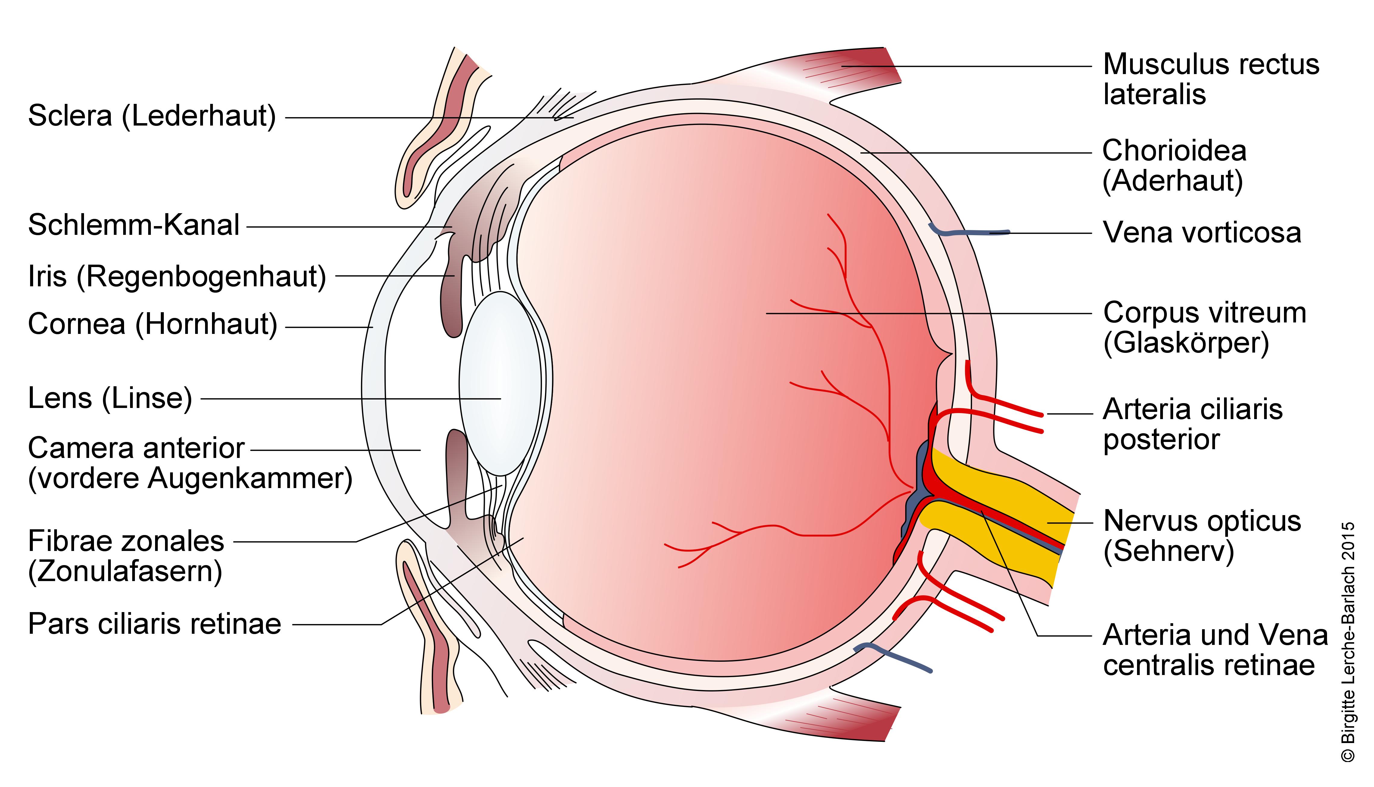 Sehkraft Verschlechtert Sich Auf Einem Auge deximed.de